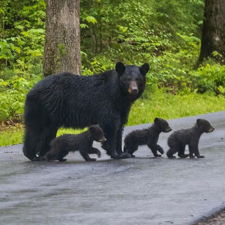 Four Bears Den, Hot Tub, 1089 Of Free Attraction Tickets For Each Paid Day, Dollywood And More Gatlinburg Εξωτερικό φωτογραφία