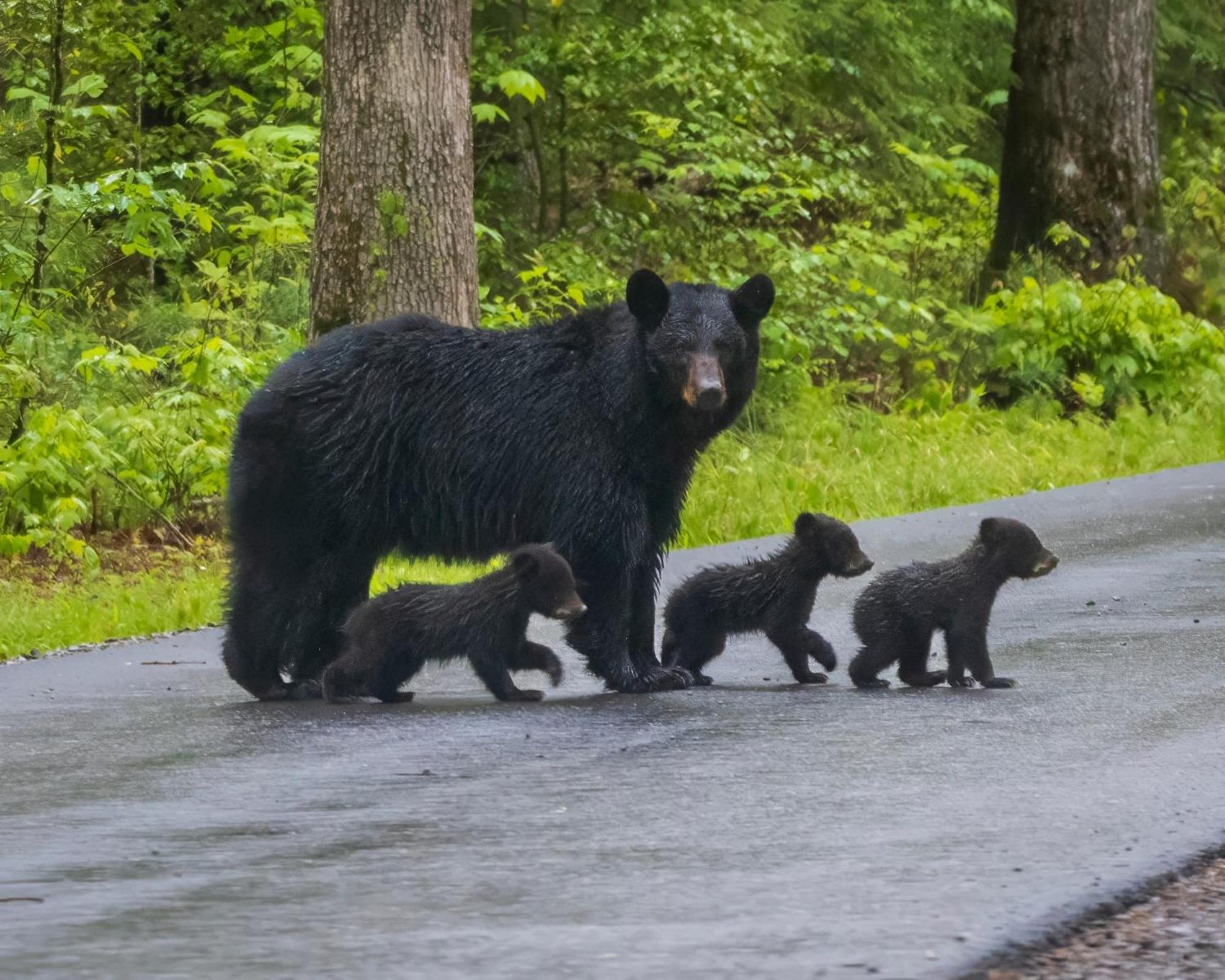 Four Bears Den, Hot Tub, 1089 Of Free Attraction Tickets For Each Paid Day, Dollywood And More Gatlinburg Εξωτερικό φωτογραφία